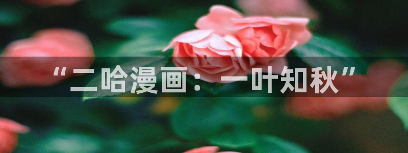 包子漫画'
