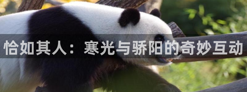 包子漫画免费漫：恰如其人：寒光与骄阳的奇妙互动